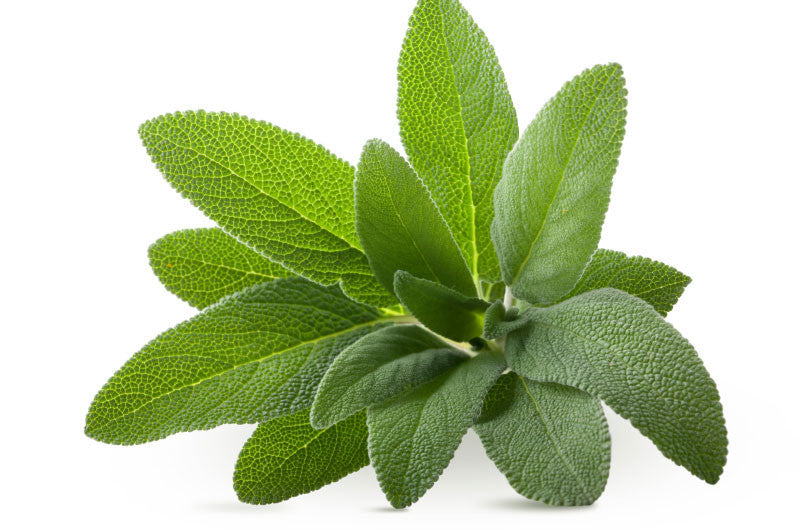 Wild Mushroom and Sage Olive Oil